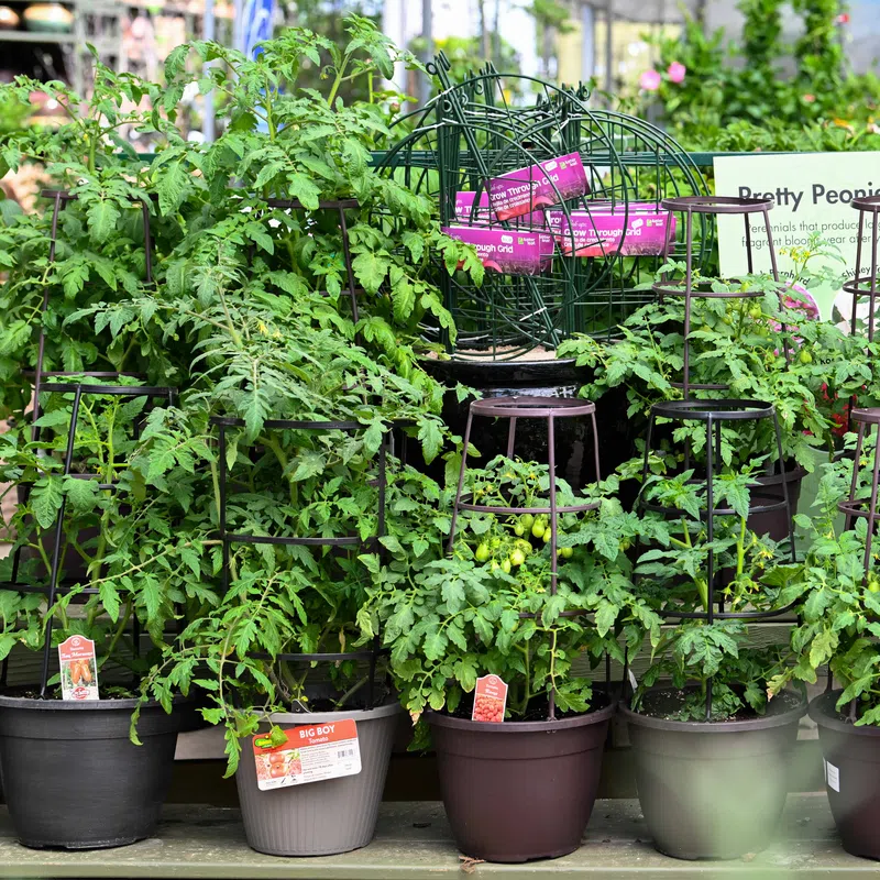 Potted tomato plants with green leaves and small tomatoes on display in a garden center.