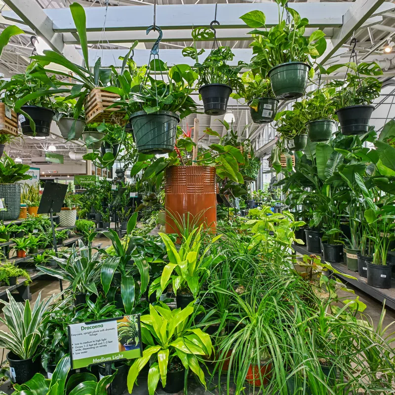 Indoor garden center with diverse potted green plants on tables and hanging from ceiling in a bright greenhouse