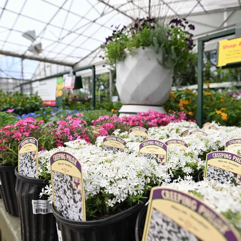 Rows of Creeping Phlox flowers in pots displayed in a bright greenhouse plant nursery.