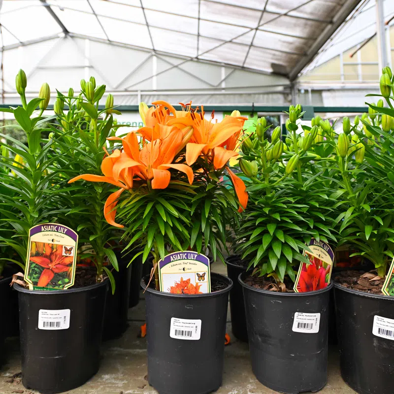 Potted Asiatic Lily plants in a greenhouse, with one plant blooming vibrant orange flowers among green foliage.