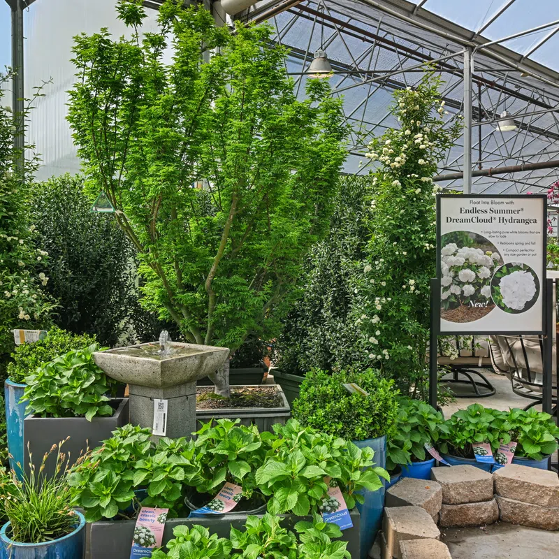 Green plants and potted shrubs displayed inside a greenhouse with garden furniture and signage about summer hydrangeas.