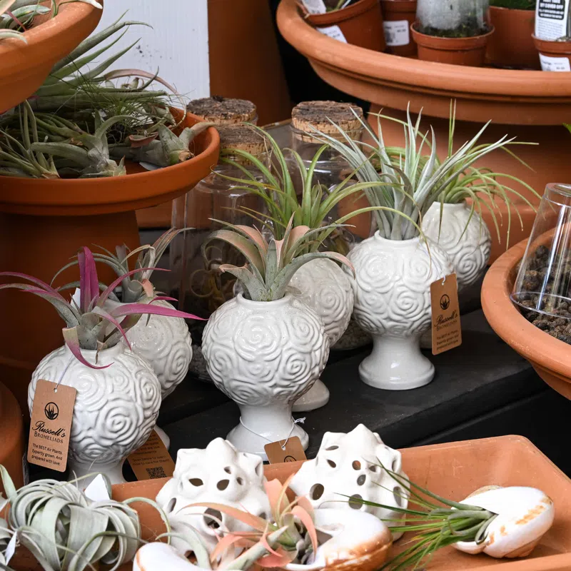 Decorative white ceramic planters with air plants displayed among terracotta pots at a garden shop