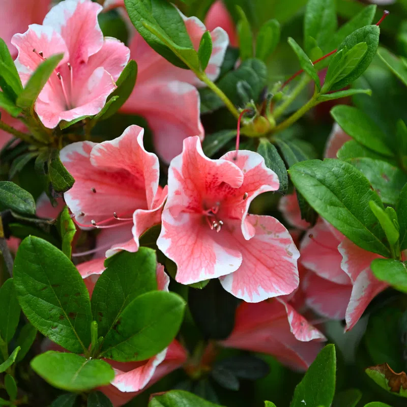 Close-up of pink azalea flowers with green leaves in natural outdoor garden setting.