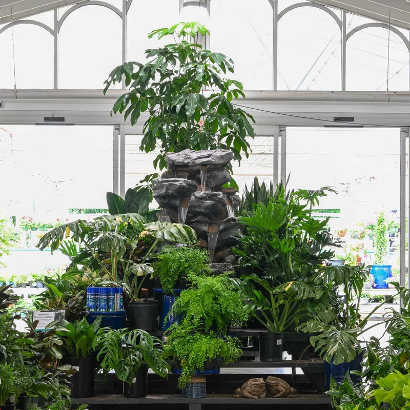 Indoor garden display with diverse green plants and central rocky water feature in a bright greenhouse.
