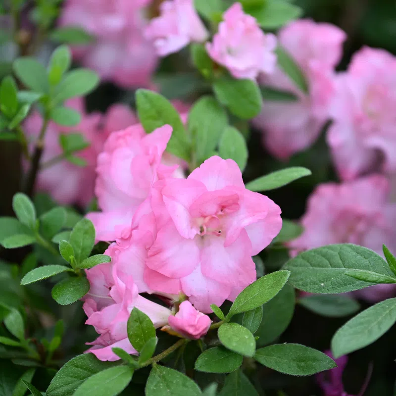 Close-up of vibrant pink azalea flowers surrounded by lush green leaves in a garden setting