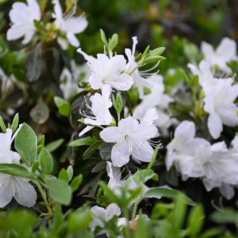 Close-up of white azalea flowers blooming amidst green leaves in a garden setting under natural light