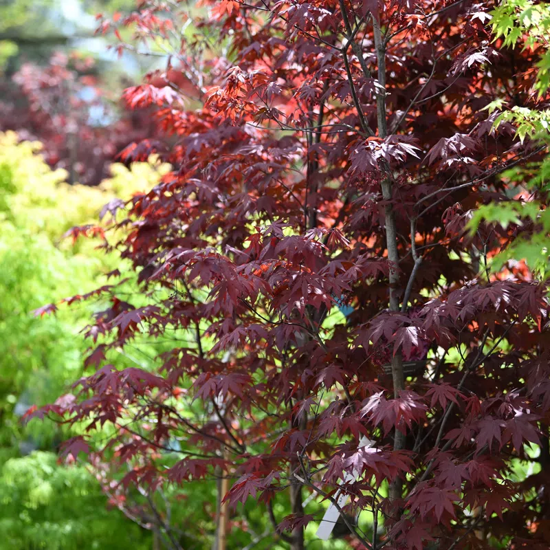 Red and green maple trees with vibrant foliage in a sunny garden setting in springtime.