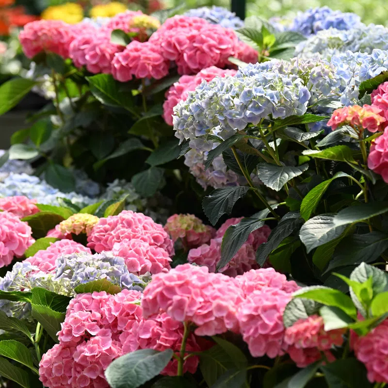 Clusters of vibrant pink and blue hydrangea flowers with lush green leaves in a garden setting.
