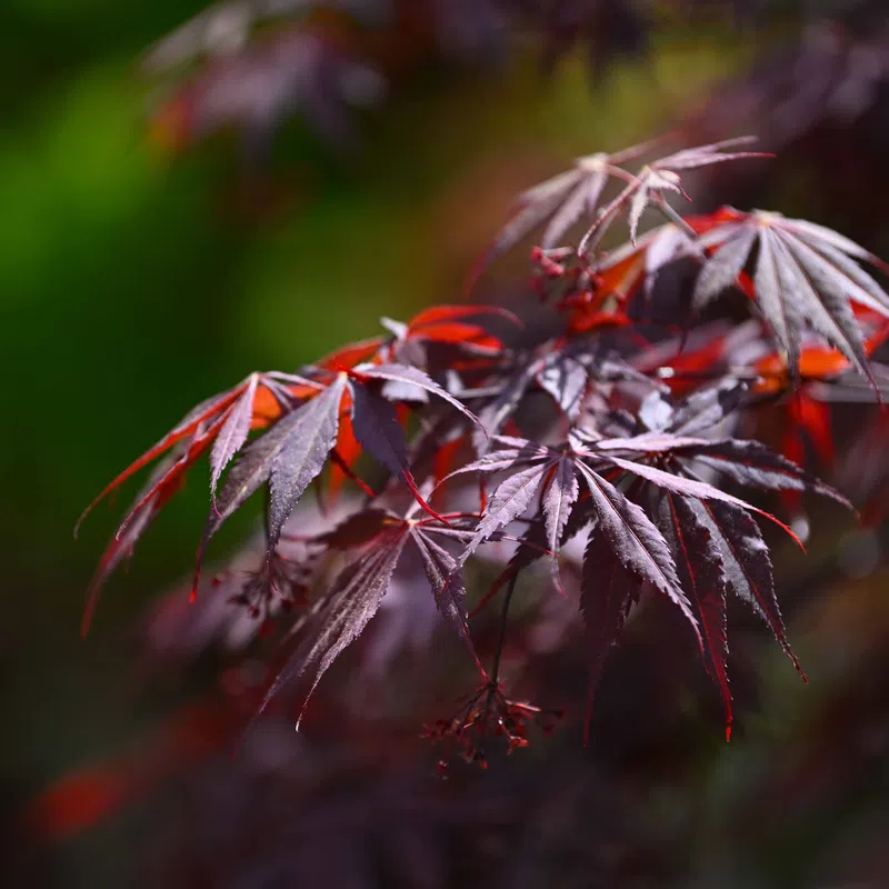 Close-up of red Japanese maple leaves with a soft green background in natural light.