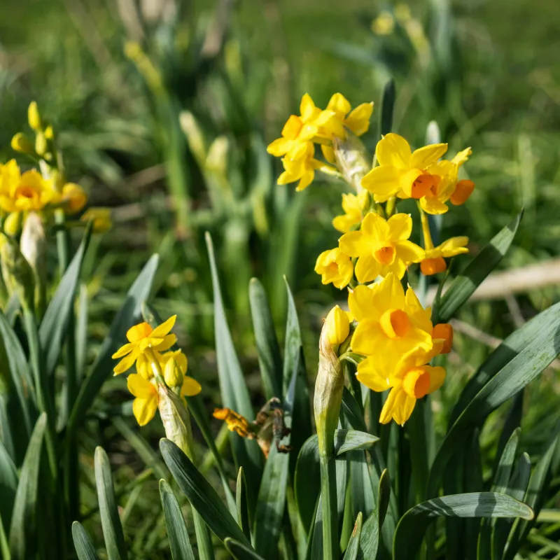a bee on a yellow flower