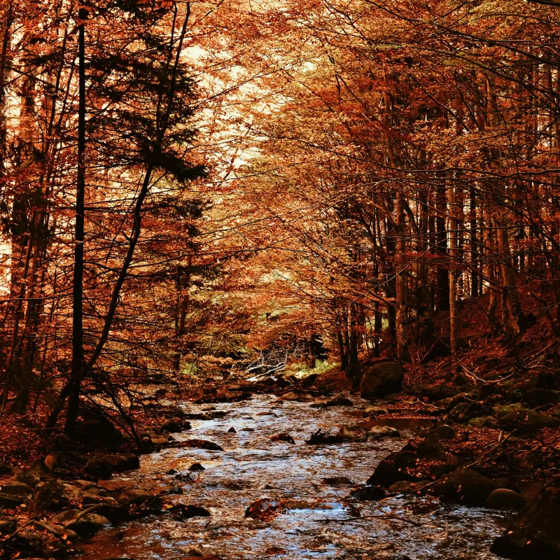 Stream flowing through a dense forest with vibrant autumn foliage in shades of orange and brown.