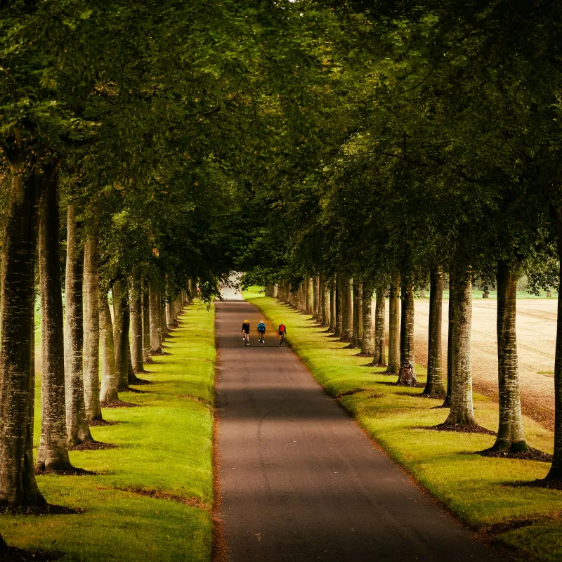 a path with trees on the side
