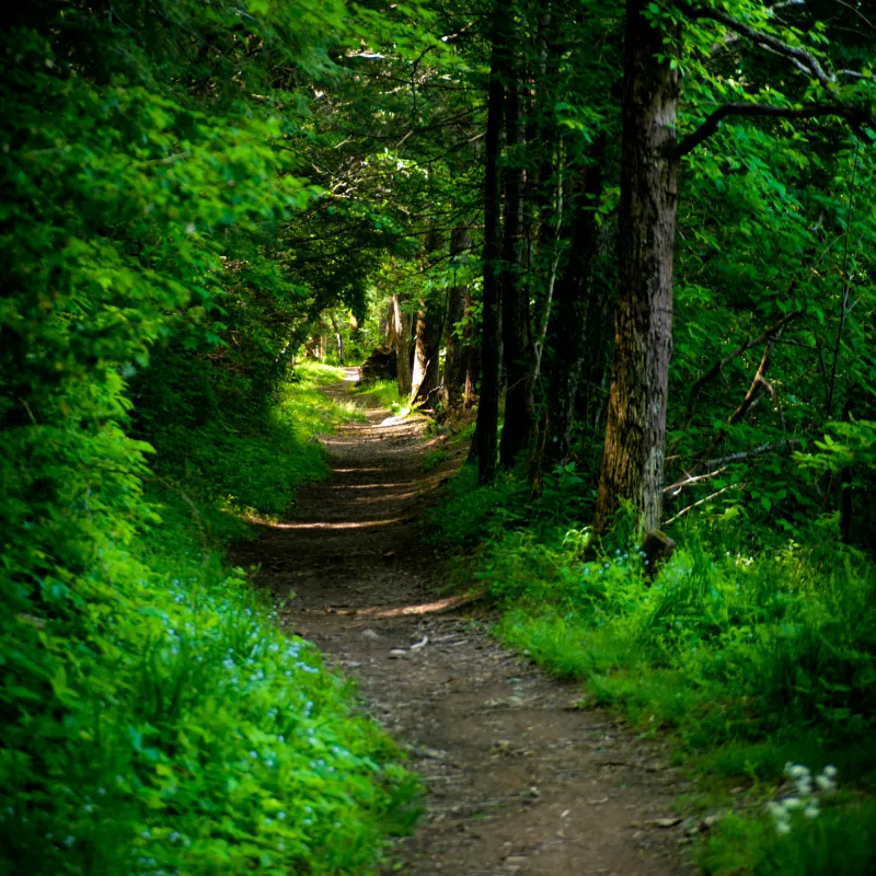 Sunlit forest trail surrounded by dense green foliage and tall trees in a peaceful natural setting.