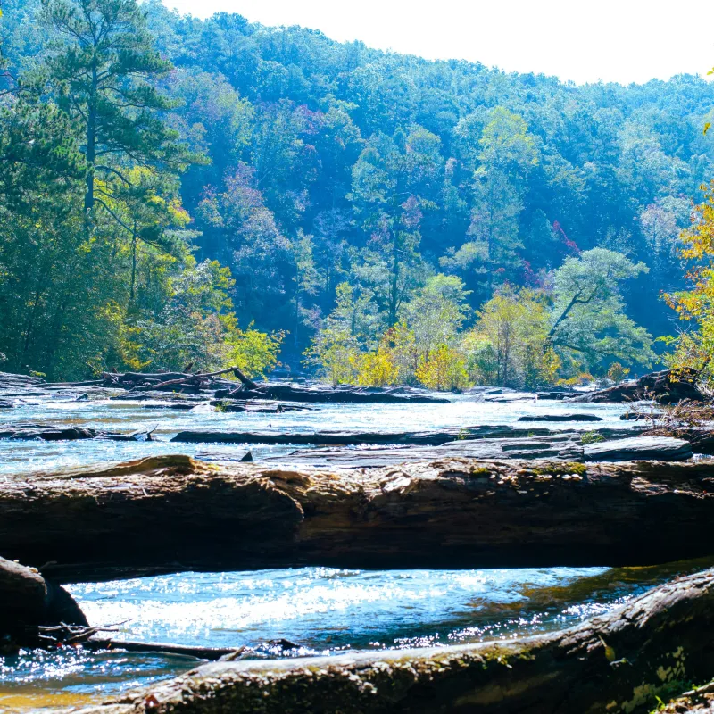 Calm river with fallen logs and lush green trees under bright sunlight in a forested landscape.