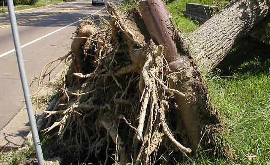 Tree Root Intrusion Causes Problems The Pink Plumber