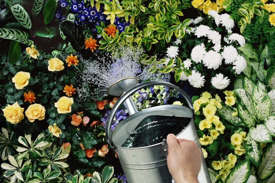 watering flowers