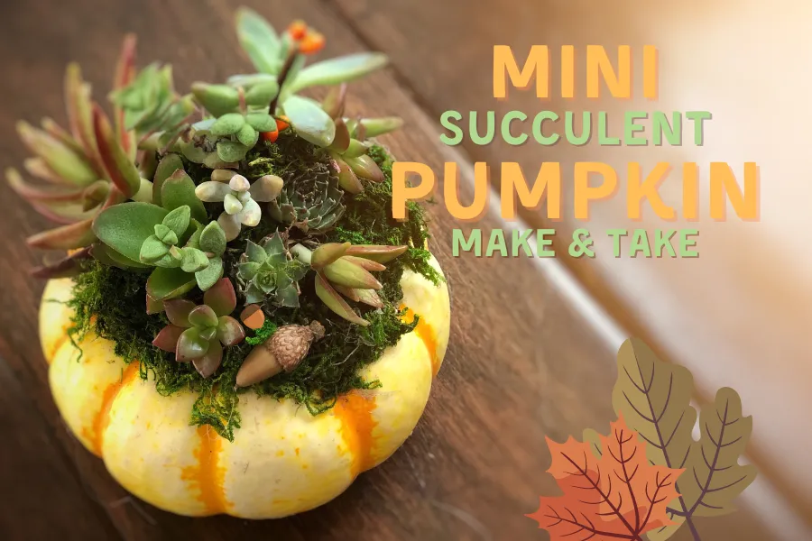 a pumpkin with leaves on it