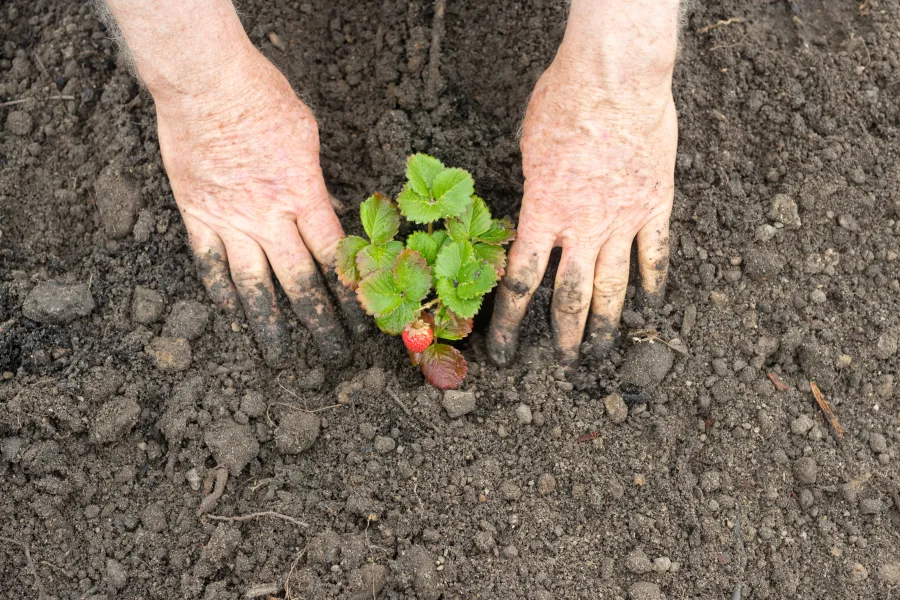 a hand holding a small strawberry plant