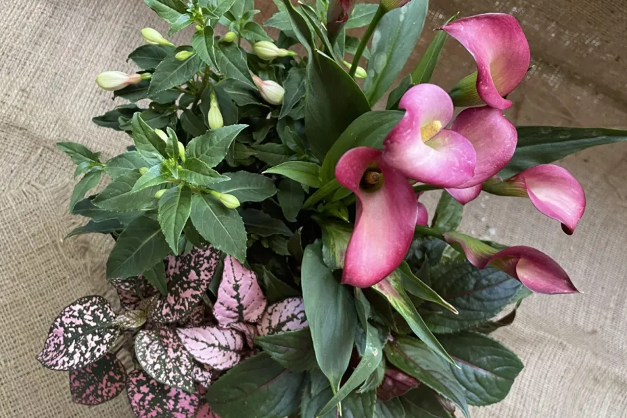 a close up of a plant