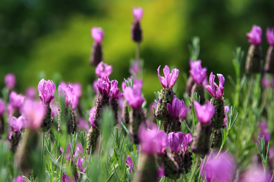 blooming lavender with purple flowers