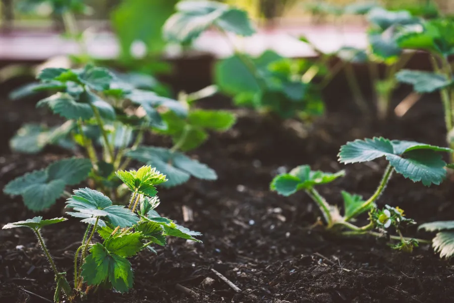 strawberry plants growing