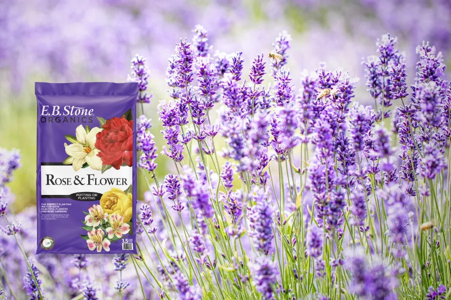 a box of flowers