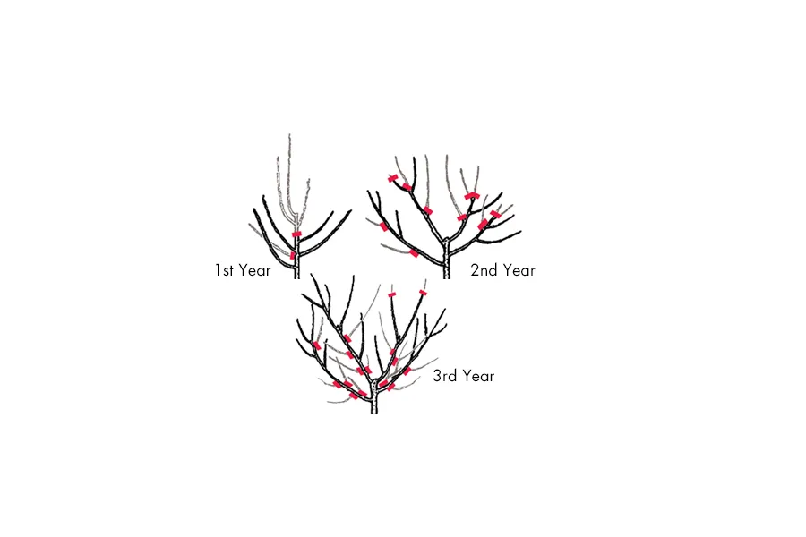 Fruit Tree Pruning | Armstrong Garden Centers