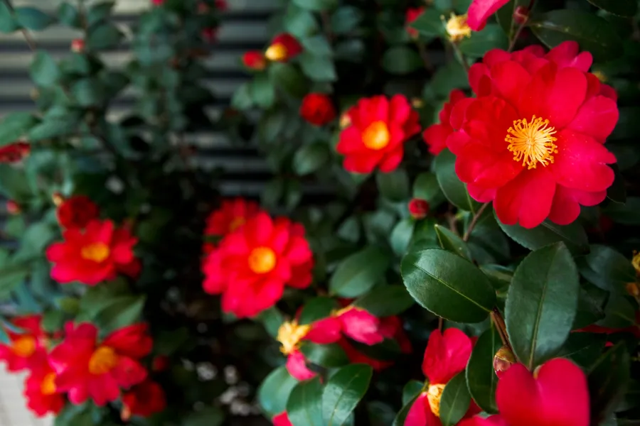 red camellias