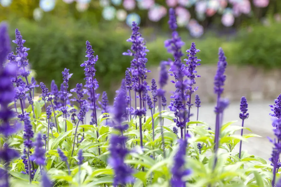 blooming purple salvia in garden