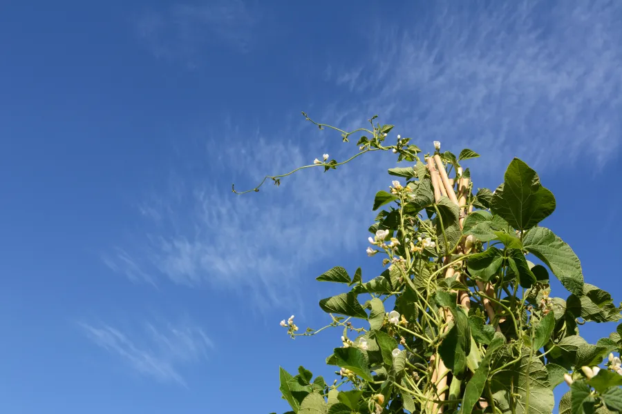 a group of people flying kites in the sky