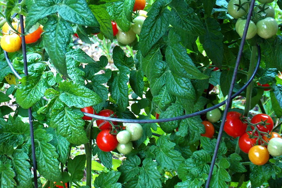 tomatoes