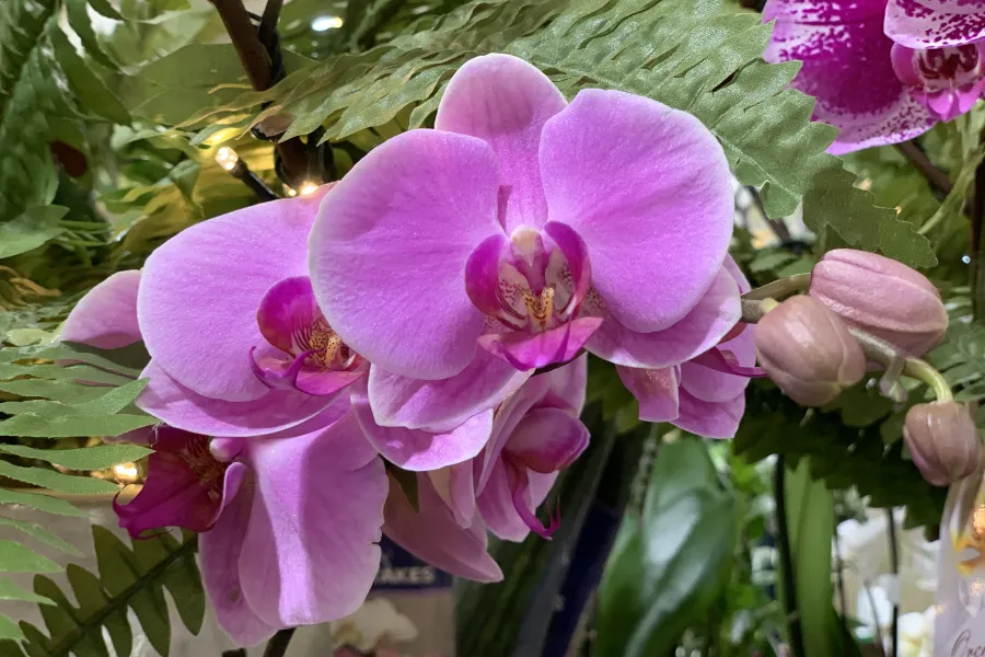 a close up of a flower