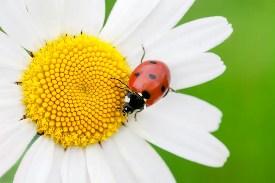 A ladybug crawling on a bright daisy flower with vibrant yellow center and white petals.