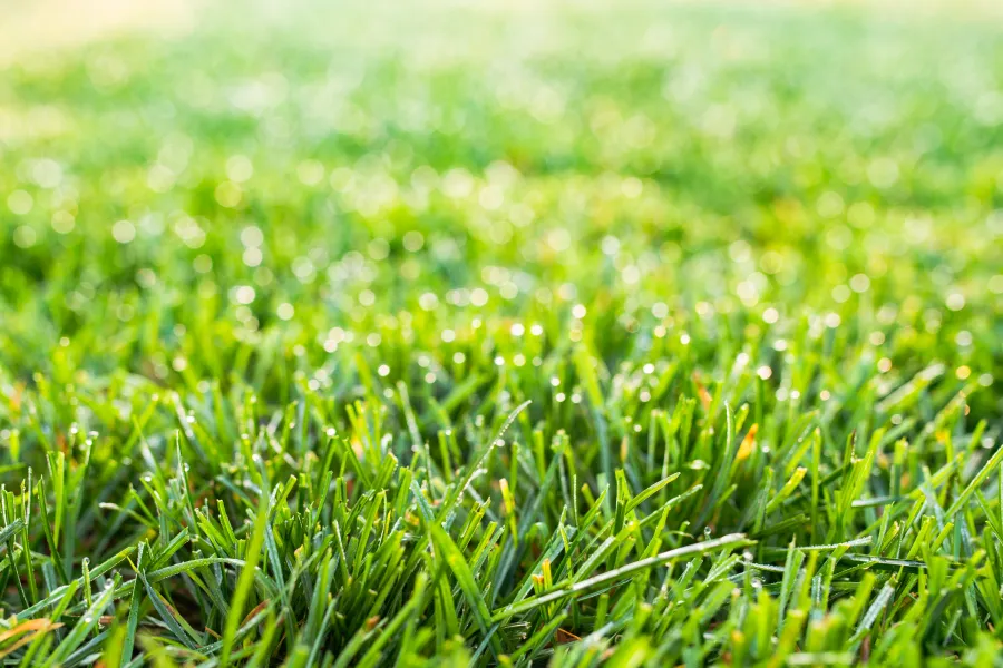 a field of grass