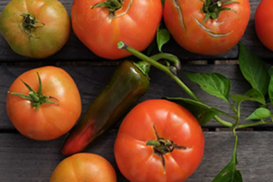 tomatoes