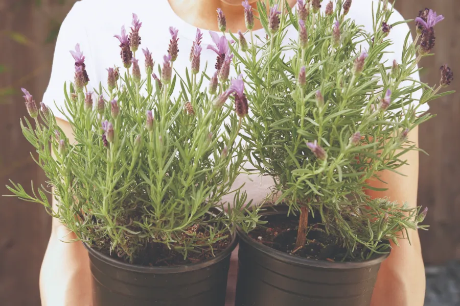 lavender plants in nursery pots
