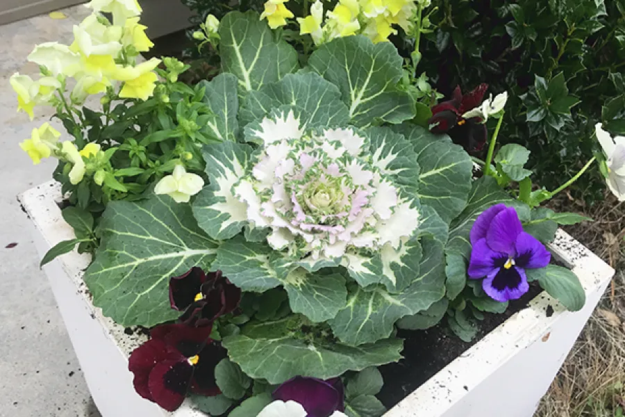 flowering pansies being added to a pot with ornamental cabbage and yellow snapdragons