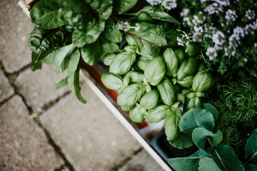 a plant in a garden