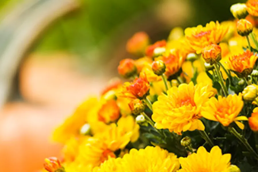 a close up of a flower