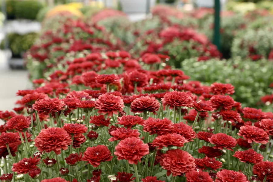 burgundy mum flowers in bloom