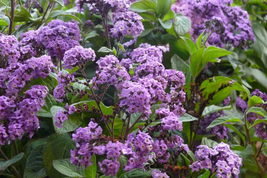 heliotrope