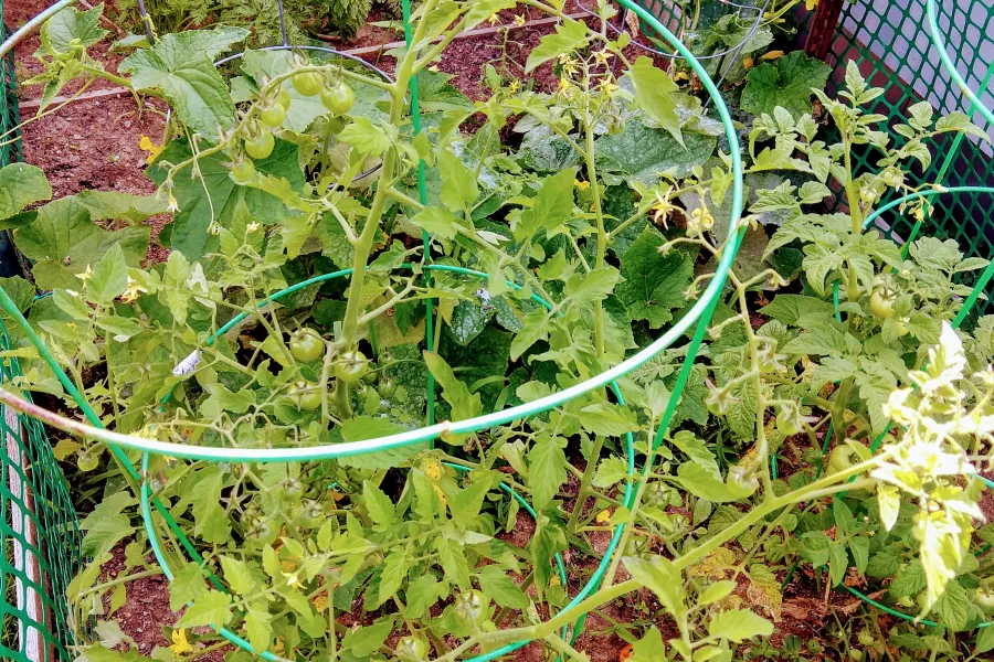 tomato cage