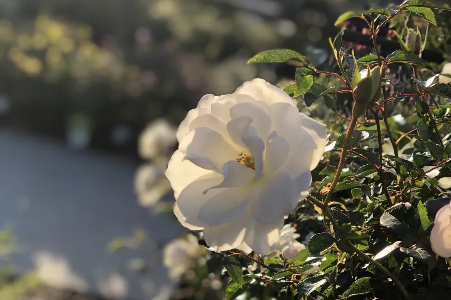a close up of a flower