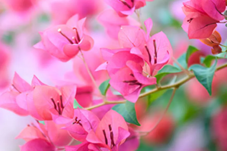 a close up of a flower