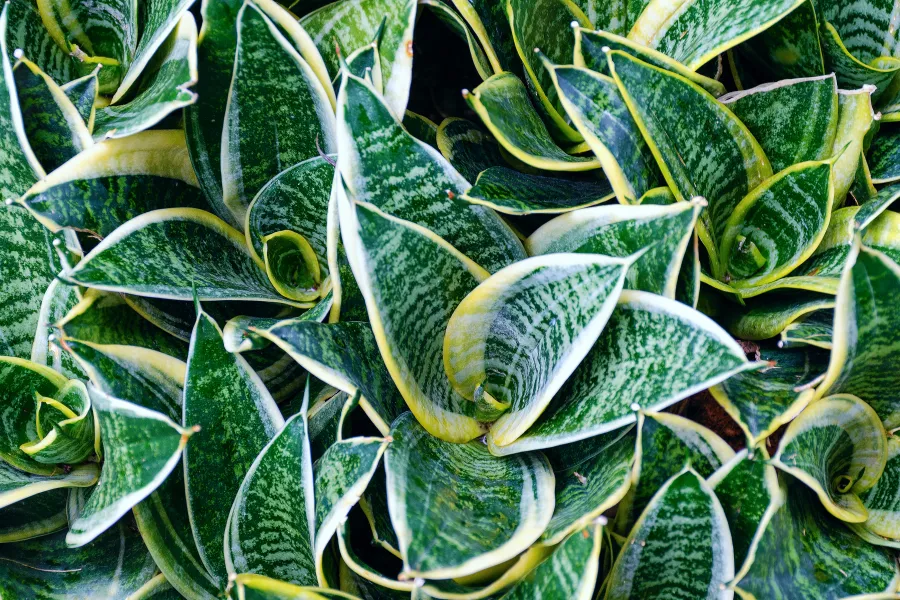 a close up of a green plant