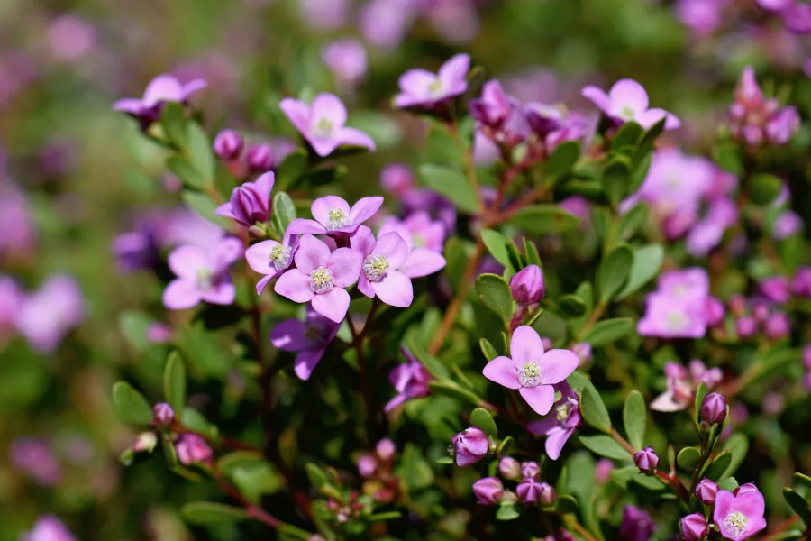 Boronia