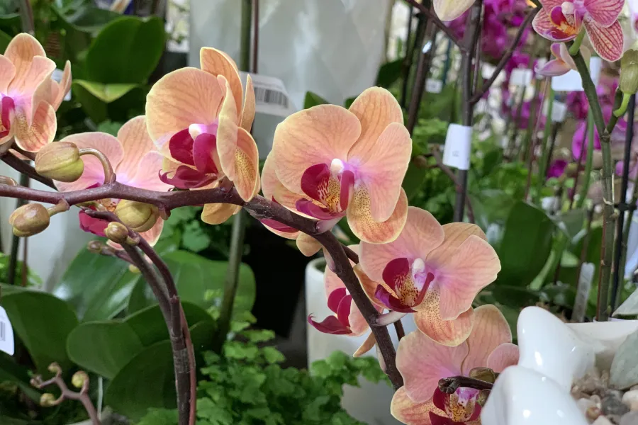 a vase filled with purple flowers