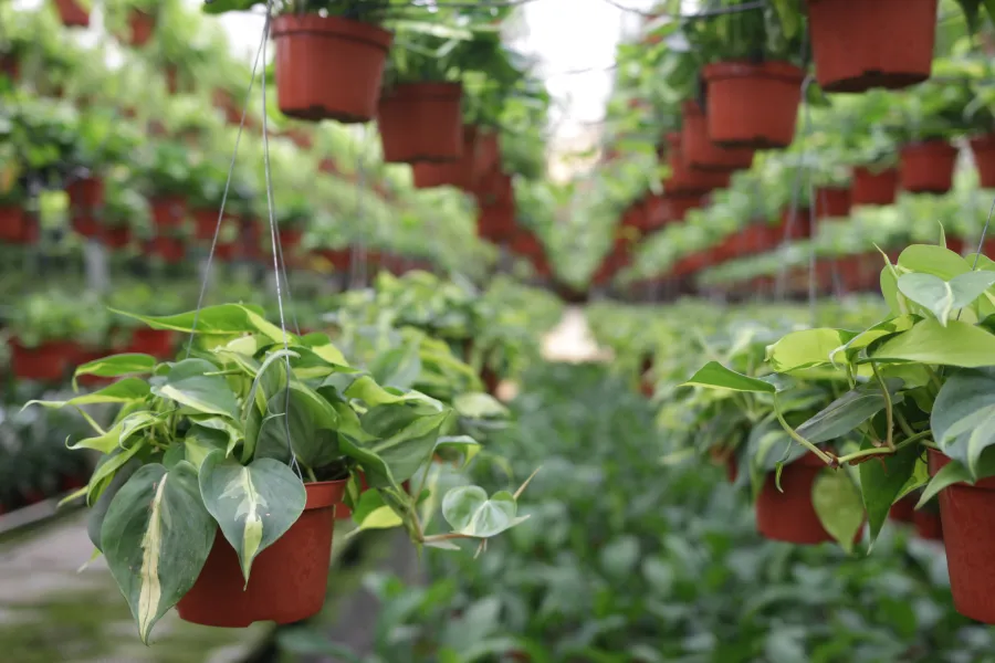 a plant in a greenhouse