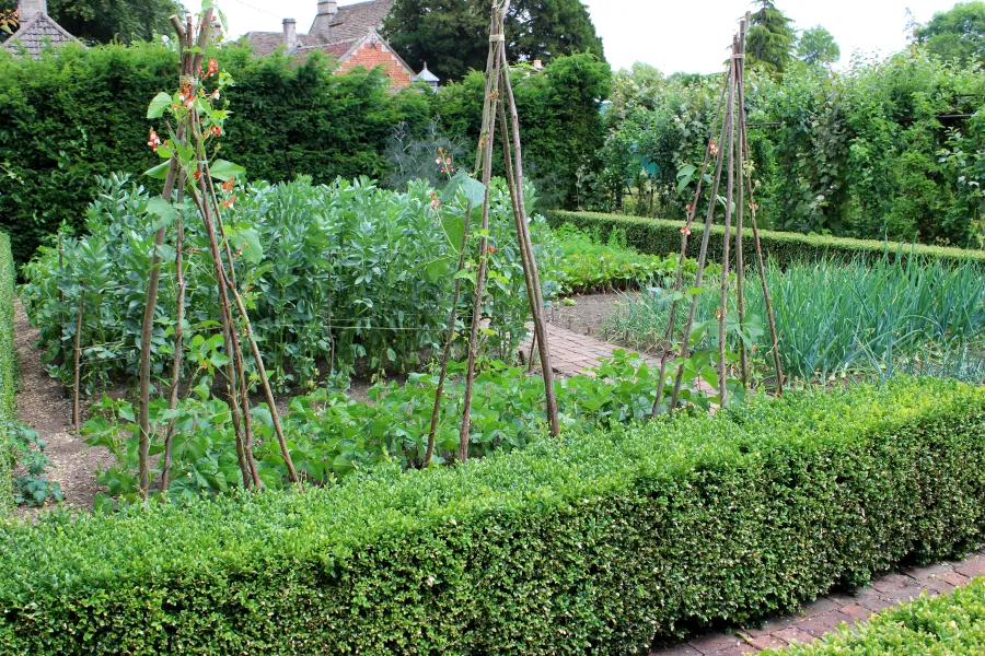 a group of bushes in a garden