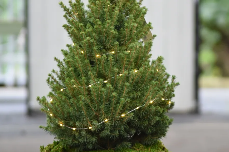 DIY - Living Tree With Lights | Armstrong Garden Centers
